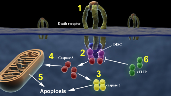 apoptosis and nitric oxide